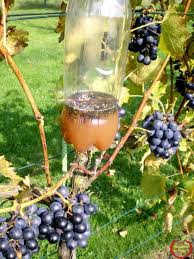 Mise En Place Des Pieges Pour La Protection Du Raisin En Automne Contre Guepes Regrevudnoissapamegres Comment Faire Un Piege A Guepe Frelon Piege A Frelon