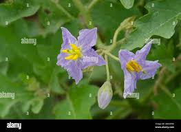 Image result for Solanum sp. A