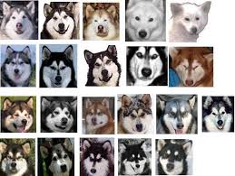 Maybe you would like to learn more about one of these? Rainbow Alaskan Malamute Fanciers Alaskan Malamute Malamute Alaskan