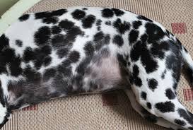 Morbus Cushing Beim Hund Durch Zu Viel Kortison Dalmi Blog