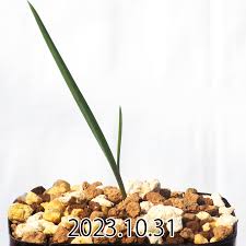 Image result for Ornithoglossum viride