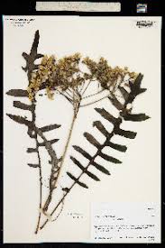 Image result for Sonchus dregeanus