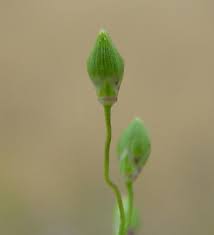 Image result for Dichapetalum deflexum