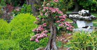 Alle Themen Rund Um Deinen Garten Gartenmagazine De