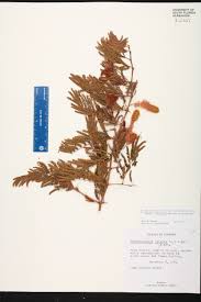 Image result for Dichrostachys