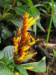 Image result for Sanchezia parvibracteata