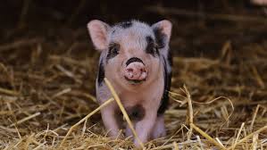 feeding your teacup pig how to ensure your new pet gets the