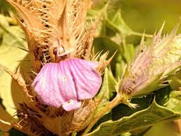 Image result for Acanthus polystachyus