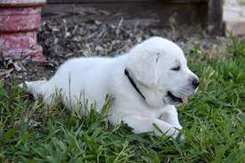 They love to hunt, fish, and even help with our working cattle ranch! Litter Of 5 Labrador Retriever Puppies For Sale In Lawton Ok Adn 30615 On Puppyfinder Com Gender M Labrador Retriever Labrador Retriever Puppies Lab Puppies