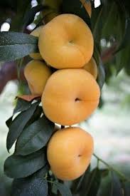 Yellow Flat Peaches Also Known As Donut Peaches Frutas E Vegetais Frutas Tropicais Frutas Exoticas