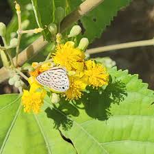 Image result for Grewia pubescens