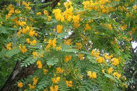 Adding trees with winter flowers may help you stage. Tipuana Weed Identification Brisbane City Council