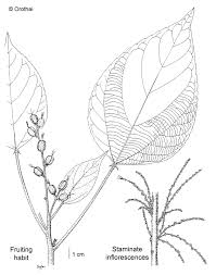 Image result for Alchornea occidentalis