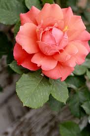 China Rose Flores Bonitas Flores Exoticas Jardin De Rosas