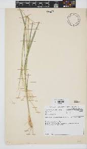 Image result for Eragrostis gummiflua