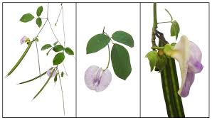 Image result for Centrosema pubescens