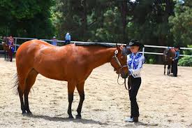 Gift certificates, overnight camp, quality instructors, horse camps, a horse camp that is all horses, show team, family, christian, ponies, jumping and introductory dressage for more advanced students. Best 15 Horseback Riding Camps In The Usa For Children Hrn
