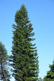 Image result for Araucaria cunninghamii