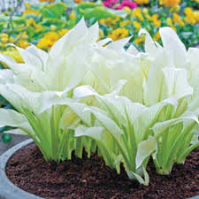 Maybe you would like to learn more about one of these? Filigree Hosta White Feather Hosta Michigan Bulb