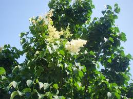 Image result for Oleaceae