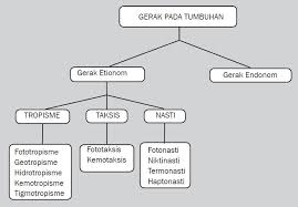 We did not find results for: Macam Macam Gerak Pada Tumbuhan Beserta Contohnya Terlengkap Berpendidikan Com
