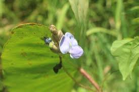 Image result for Psophocarpus scandens