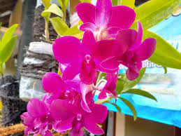 Motif batik bunga memiliki ciri khas warna yang cukup terang dengan. Cegah Anggrek Membusuk Jangan Lakukan 2 Hal Ini Saat Musim Hujan Kabar Joglo Semar