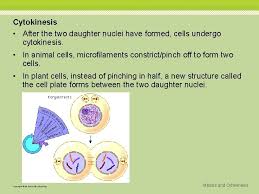During telophase in an animal cell, the cell pinches to divide in two. Cell Cycle And Mitosis Essential Questions Why Are