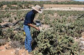 Cactus and other succulents are tough, but are not without their pests and diseases. A Prickly Problem Meat Livestock Australia