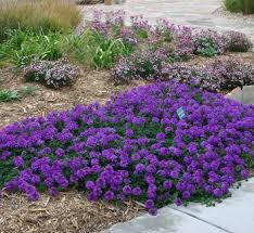 Image result for Bonatea pulchella