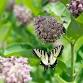 Master Gardener Series: Mason Bees Need Some Love event image