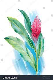 Watercolor Red Ginger Flower Hand Painted Stock Illustration 1293332782 Ginger Flower Flower Drawing Watercolor Red