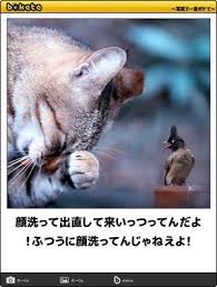 ネコbokete ボケて 秀逸ボケ naver まとめ animals and pets cats animals