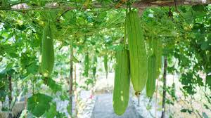 Image result for Luffa