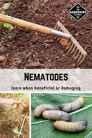 We did not find results for: Nematodes Good Or Bad In The Garden Gardening Channel