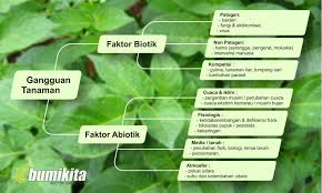 Dan mau tahu juga, bagaimana cara budidaya dan perawatan tanaman namun akan lebih menguntungkan jika anda tidak menggunakan obat perangsang buah. Macam Macam Faktor Penyebab Gangguan Pada Tanaman