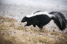 We did not find results for: How To Remove Skunk Odor From Your Dog 4 Solutions Woof Whiskers