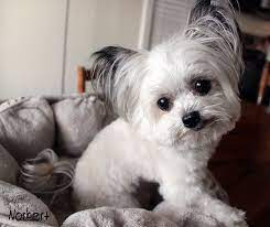 cute dogs beautiful dogs cute baby animals