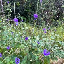 Image result for Stachytarpheta cayennensis