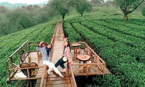 Suasana agrowisata kebun teh wonosari lawang malang di era pandemi covid 19. Kebun Teh Wonosari Lawang Malang Harga Tiket Masuk Jalan Menuju Lokasi Wisata Jejakpiknik Com