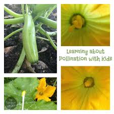 We did not find results for: Learning About Pollination With Vegetables The Educators Spin On It