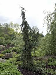 The leaves on these bushes evergreens bushes and shrubs range from tall trees to wide bushes to the tiniest evergreen dwarf. Dwarf Evergreen Trees 15 Exceptional Choices For The Yard And Garden