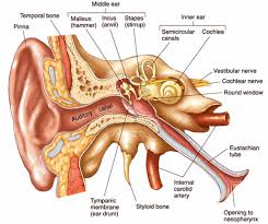 diagram of the human ear google search ear anatomy