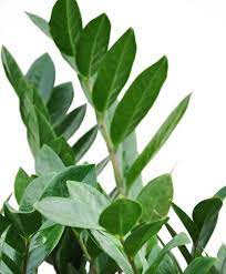 You might be watering your plant enough but the water just isn't getting to the root, which would show plants require 13 essential minerals that they absorb through the soil. Why Does My Zz Plant Have Yellow Leaves Bloomscape