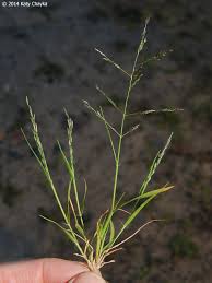 Image result for Eragrostis macrochlamys