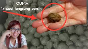 10 cara berbeza untuk basuh kerang sebelum masak, 'confirm' bersih kerang tu! Cara Cepat Mencuci Kerang Simple Dan Praktis Langsung Terlihat Hasilnya Sekali Cuci Saja Youtube