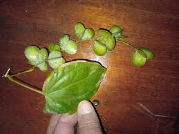 Image result for Dioscorea praehensilis