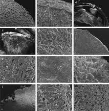 Image result for Ardisiandra sibthorpioides