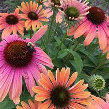 Echinacea Purpurea Butterfly Rainbow Marcella Echinacea Purpurea Echinacea White Flower Farm