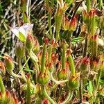 Image result for Geranium aculeolatum